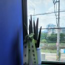 더맨타코 본사