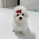 뽀숑뽀숑 | 🚨 강아지 식분증 고치는 방법｜비숑 뽀숑이 실제 경험 + 병원 상담 후기