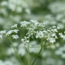 10월 8일의 탄생화 : 파슬리(Parsley) 이미지