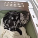 다솜동물메디컬센터 금정점 이미지