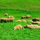 청암목장 이미지