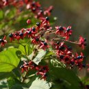 나무나무 이미지