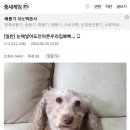 뽀삐뽀삐 이미지
