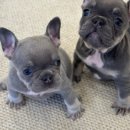 테일러퍼피 이미지