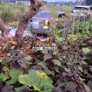 스테이 선광 이미지