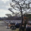 고스락 Daum카페