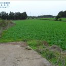 표선면-5 이미지