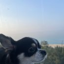 버블펫쌀롱 | 해외여행 말고 반려견과 함께 한 강릉여행 : 세인트존스 솔직후기와 이용방법