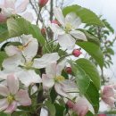 사과꽃향기 이미지