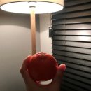 다모리네 이미지