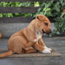 매탄동물병원 이미지