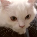 오드그루밍 이미지