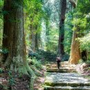 신성민박 | 구마노고도 순례길 10일 일정 완벽 정리 | 코헤치·나카헤치·구마노강 + 듀얼 순례자 루트