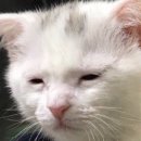 프롬벳 | [고양이 영양제] 조공 RED OMEGA-3 미니 / 프롬벳 고양이 종합 비타민 한 달 급여 후기