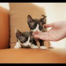 아담스펫 강아지분양 고양이분양 강남점 이미지