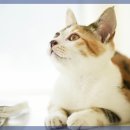 미소동물의료센터 이미지