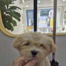 꾸미멍 네이버블로그