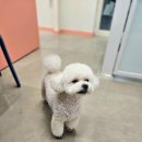 예쁘개 | 동탄애견미용애견샵 전문 오늘도예쁘개 방문 후기 🐶✂️