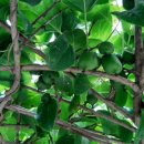 조강농장 이미지