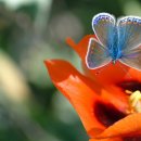 나 그대 사랑... 이미지