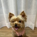 핸피니스 이미지