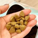 펫츠다이닝(pet's dining) 이미지