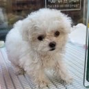 디자인바이펫 | 미니비숑분양 토이푸들분양 디자인바이펫 방문후기