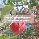 소망농장 | 문경사과 하늘소망농원 부사 5kg 10kg 겨울 제철 사과 구매 후기