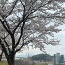 마북동 중앙프라자 주차장 앞 | 부산 이기대 공원 / 김해공항 벚꽃스팟 추천 + 맛집 후기(창원중앙역 유미카츠 / 창원 청춘식당 포장후기)