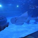 [잠실] 잠실 롯데월드몰 아쿠아리움 실내 데이트 코스로 추천, 잠실 아쿠아리움 입장권 할인 받는 꿀팁