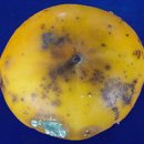 일조유통 | 겨울철 토양 배수 철저가 단감 과피흑변·갈변과를 줄이는 이유