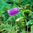 설악산천연보호구역 이미지