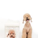 모멍트 | 로니의 7살을 기록하다｜인천 반려동물 사진관 모멍트 스튜디오 후기