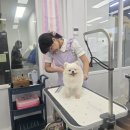 애스톤애견미용학원 - 구미시 인동16길 16 | 애스톤애견미용학원