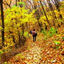 가을이 시나브로 깊어가고 있어요./음악: 낙엽은 지는데-조영남 이미지