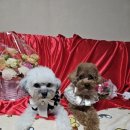 아이뽀 강아지미용실 이미지