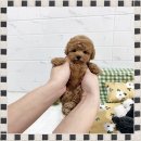 마마스미독 강아지분양 인천점 이미지