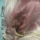 다산아이동물병원 이미지