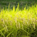 다문화 행정사 사무소 이미지