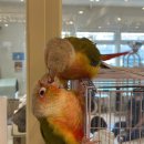 마리앤쥬 이미지