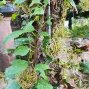 물안골송어회 이미지