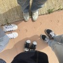 판다팜공도점 | [안성] 오늘도 평화로운 팜랜드/호밀밭과 유채꽃에서 인생사진