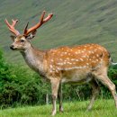 진사슴농장 이미지