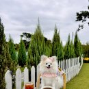 (주) 하늘펫 이미지