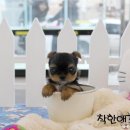 착한애견분양(원주점) 이미지