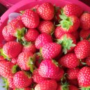 중도매인1호 이미지