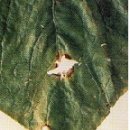 디스빌Ⅰ | 오이 주요 병(발생환경/증상/방제/농약) - 上편