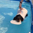 해마루펜션 | 강화 애견 동반 펜션 반려견수영장 해마루펜션 로즈마리룸