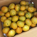 1004청과 | ep. 179 찌빡일상 [2022.09-10] 함안선셋뮤직페스타 / 땡초김밥 / 시나노 골드 / 뉴욕버거 / 처갓집...