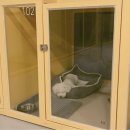 댕댕이 머리방 이미지